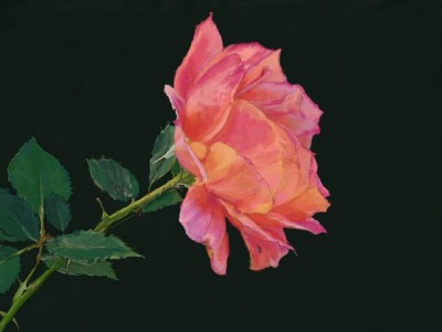 Rose -02a.jpg