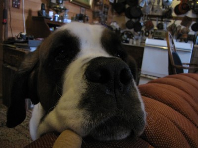 &quot;just sayin', Mom...&quot;      (Saint Bernard, Agnes, who wants to climb over the back of the couch to sit on my lap)